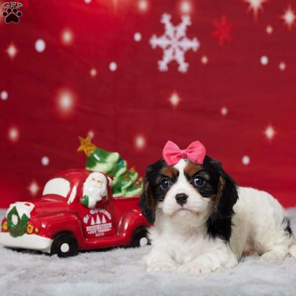 Alexis, Cavalier King Charles Spaniel Puppy